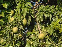 درخت فلاسک پودر اوگاندا